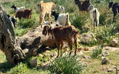 Marathon Jeep Safari - Narodowy Park Akamas z Pafos